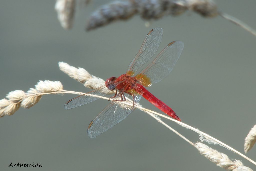 Crocothemis erytraea